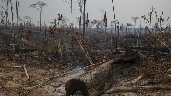 Desmatamento recente no município de Apuí, no sul do Amazonas, 27 de outubro de 2021 - Sputnik Brasil