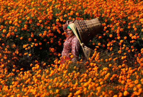 Mulher com cestos vazios para colher flores de calêndula, em Katmandu, Nepal, 2 de novembro de 2021. - Sputnik Brasil