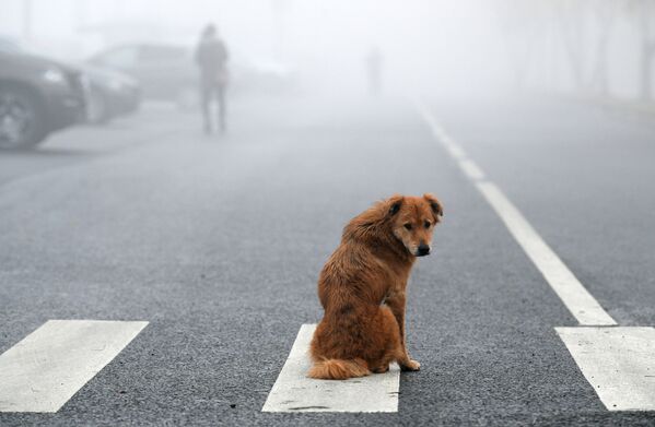 Cachorro em um dia de nevoeiro em Moscou, Rússia.  - Sputnik Brasil