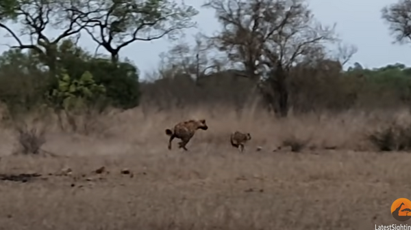 Filhote de leopardo consegue se salvar de morte certa fugindo de hiena na África do Sul - Sputnik Brasil
