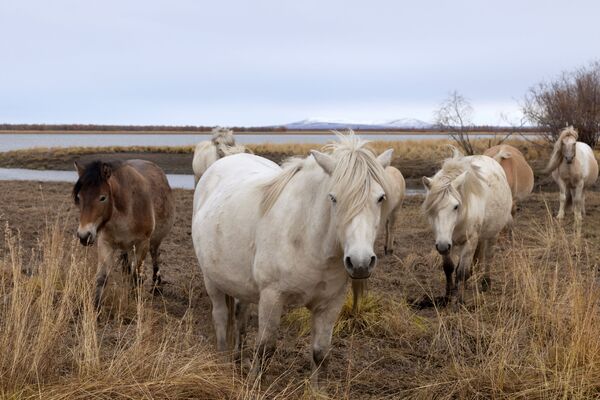 Cavalos pastam nos terrenos do Parque do Pleistoceno, república da Yakútia, Rússia, 13 de setembro de 2021. - Sputnik Brasil