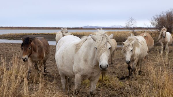 Cavalos pastam nos terrenos do Parque do Pleistoceno, república da Yakútia, Rússia, 13 de setembro de 2021. - Sputnik Brasil
