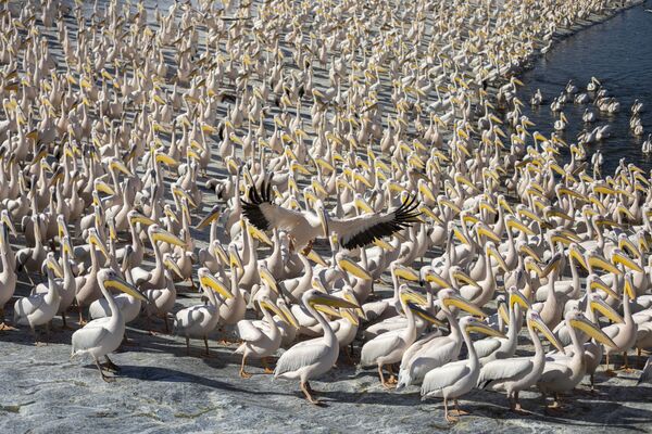 Pelicanos brancos esperam pela hora da refeição na reserva natural de Mishmar HaSharon, no vale de Hefer, em Israel, em 8 de novembro de 2021. - Sputnik Brasil