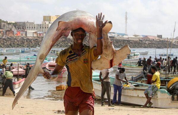 Osman Abdulahi carrega tubarão-martelo pescado ao largo da praia de Orobo, no distrito de Mogadishu, na Somália, em 5 de novembro de 2021. - Sputnik Brasil