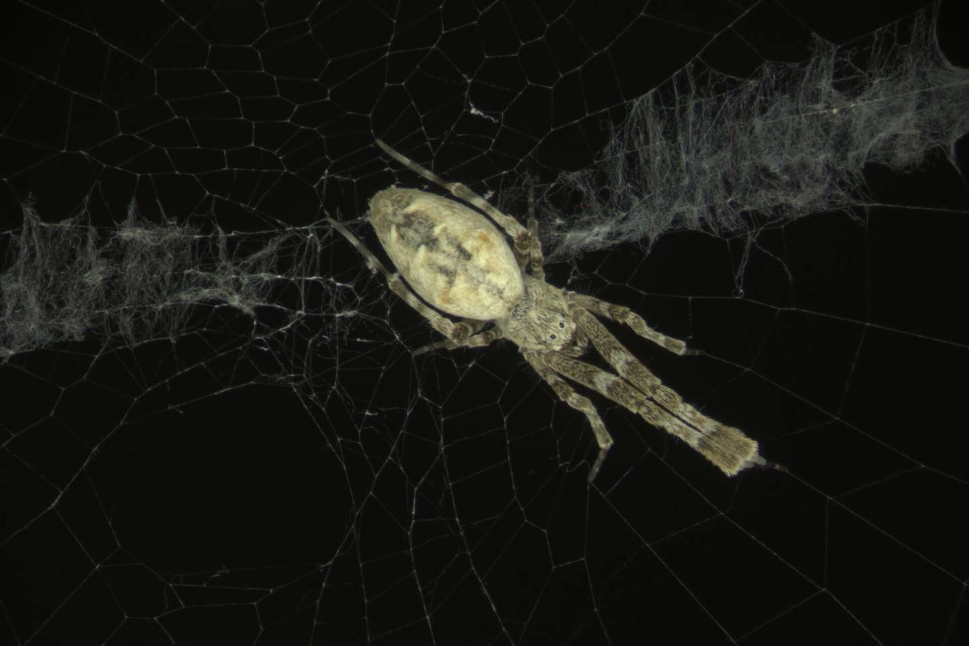 Aranha da espécie Uloborus diversus - Sputnik Brasil, 1920, 16.11.2021