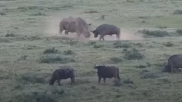 Duelo de titãs entre búfalo e rinoceronte - Sputnik Brasil