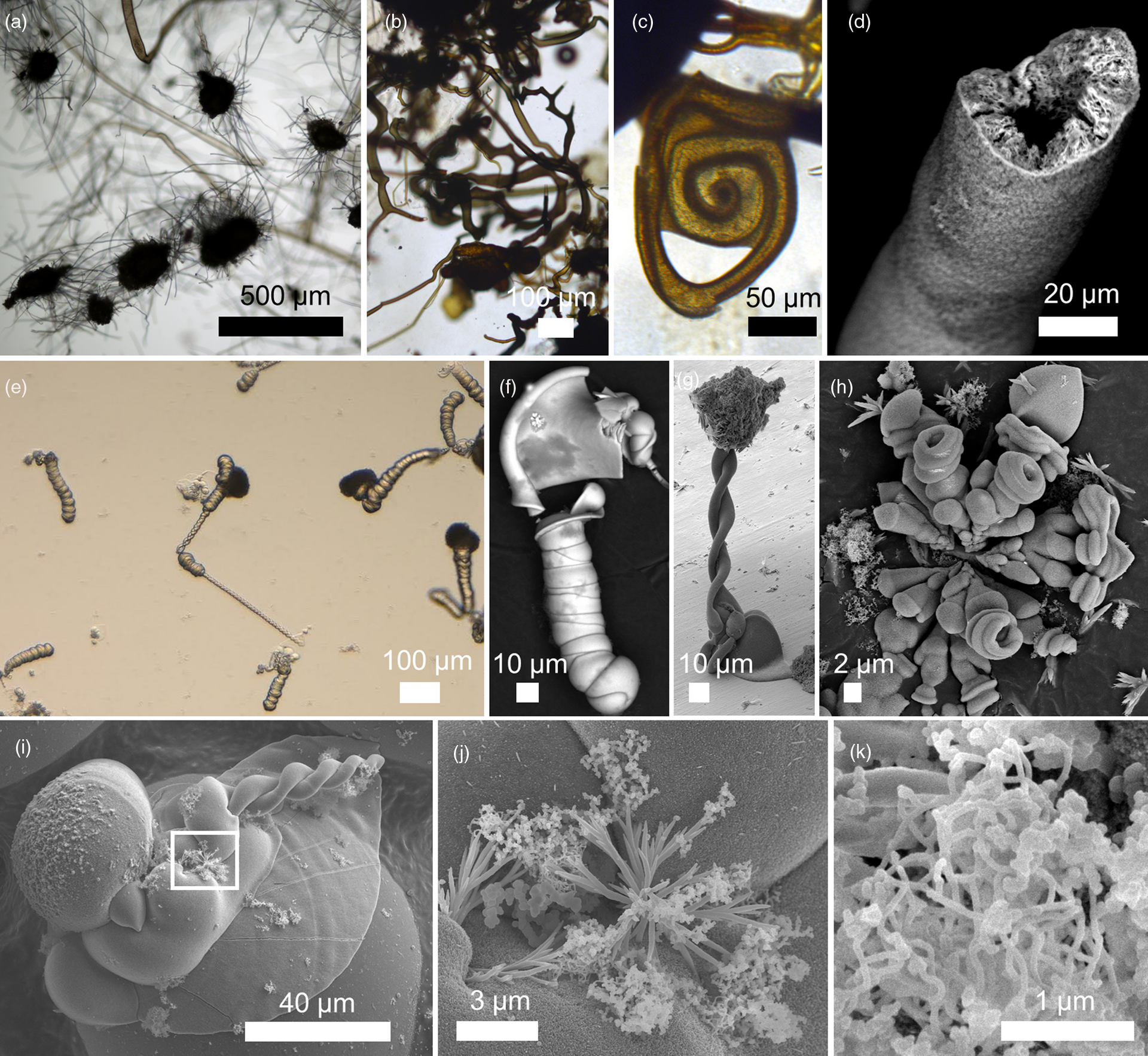 (a-d) Jardins químicos e biomórfos (e-k) biomórfos de carbonato-sílica. (a) Rosetas de tubos saindo de cristais de sementes. (b) Tubos ramificados em série, curvados irregularmente. (c) Tubos enrolados em forma de caracol. (d) Tubo silicioso com interior rústico revestido de Fe (oxidro) oxidado e cavidade central oca. (e, f) Trança do jeito de minhoca, (g) Biomórfos helicoidais e (h) biomórfos semelhantes a cogumelos. (i) Composto de morfologias globular, em forma de folha e helicoidal. (j) Área em grande plano representada pelo retângulo branco em parte (i) mostrando dendritos produzidos pelo crescimento fractal. (k) Área em grande plano de filamentos sinuosos finos e sílica amorfa globular - Sputnik Brasil, 1920, 19.11.2021