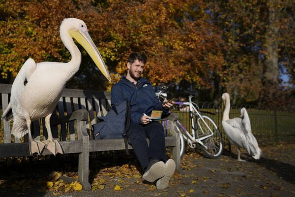 Pelicanos no Parque de Saint James em Londres, Reino Unido, 17 de novembro de 2021. - Sputnik Brasil