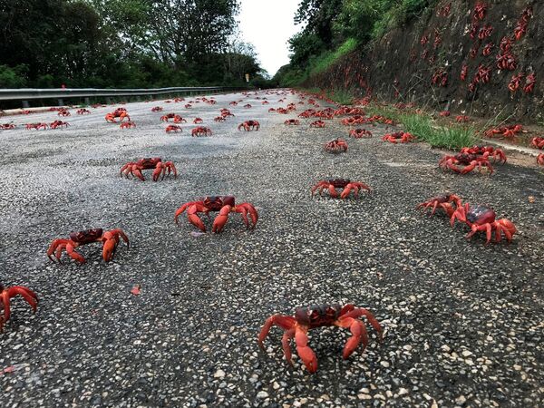 Migração de caranguejos vermelhos na Austrália. - Sputnik Brasil