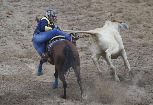 Homem a cavalo tenta dominar boi, Colômbia, 14 de novembro de 2021. - Sputnik Brasil
