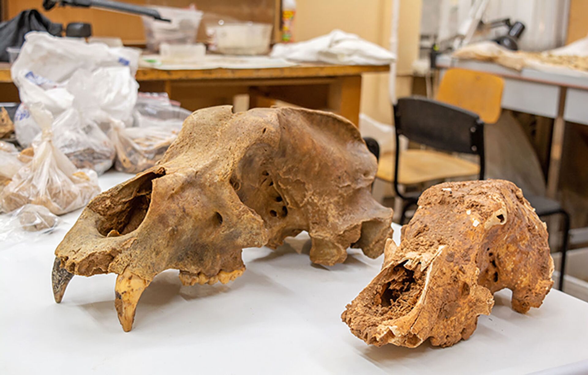 Crânios de ursos das cavernas antigos encontrados na gruta de Prokoshev na região de Perm, Rússia - Sputnik Brasil, 1920, 21.11.2021