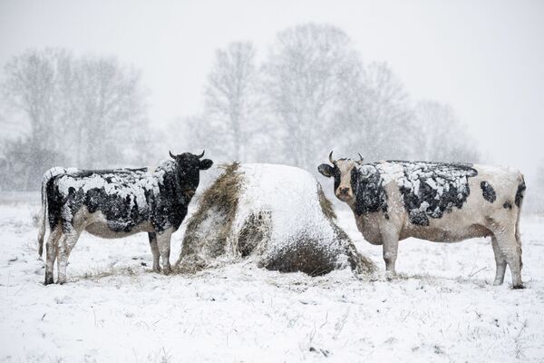 Vacas em um prado coberto de neve perto da vila de Wiejki, Polônia. - Sputnik Brasil