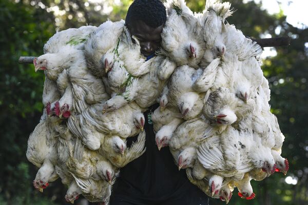 Homem regressa ao Haiti depois de comprar galinhas em um mercado na cidade fronteiriça de Dajabon, República Dominicana. - Sputnik Brasil