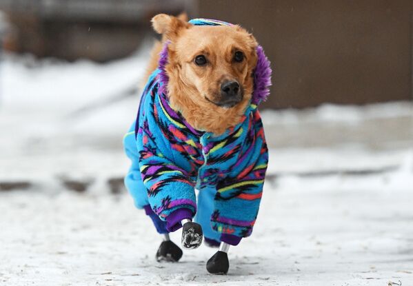 Uma cachorra chamada Mônica passeia perto de clínica veterinária em Novosibirsk, Rússia. - Sputnik Brasil