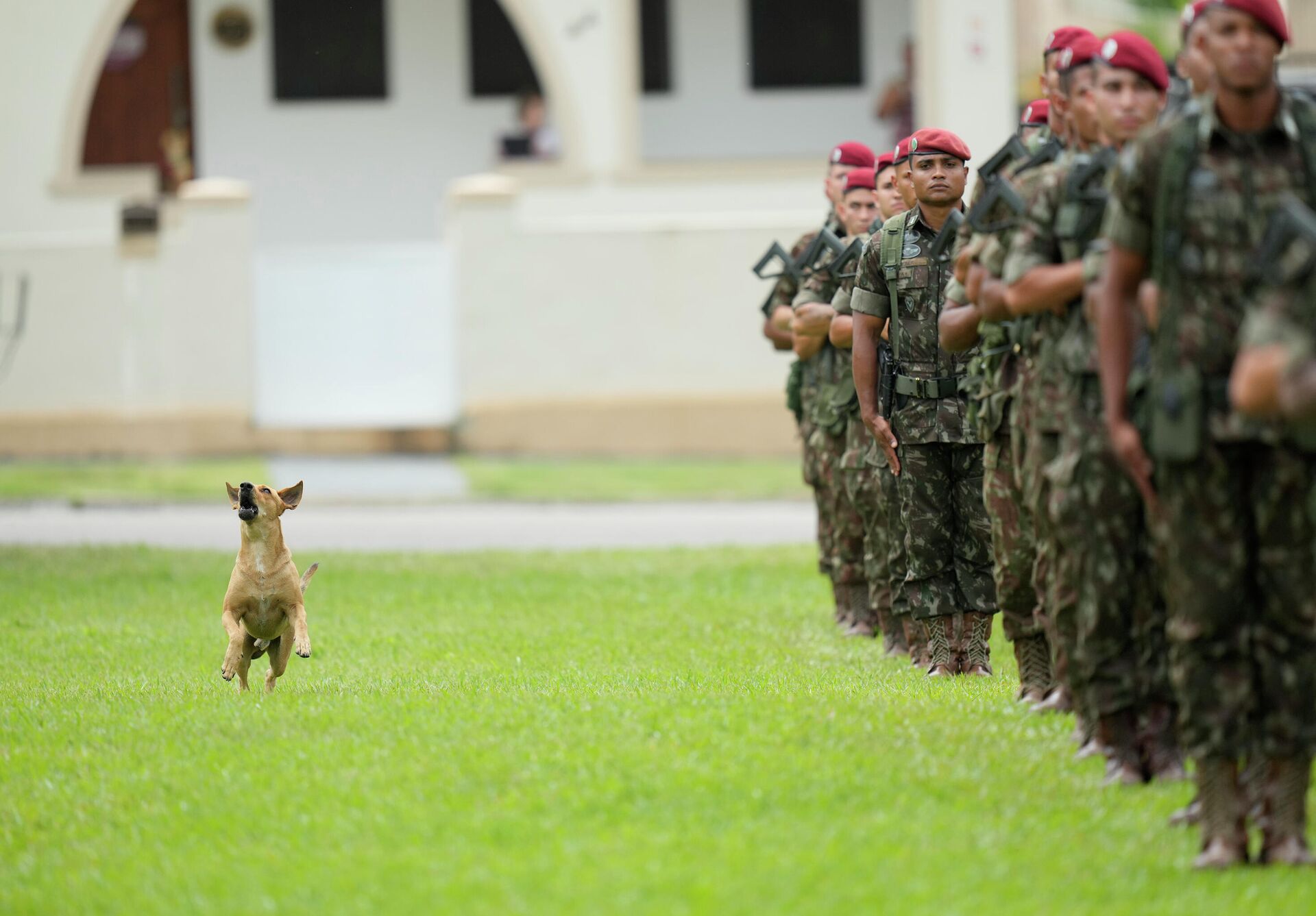 Cachorro ladra a um drone durante cerimônia de graduação no 76º aniversário da Brigada de 
Infantaria Paraquedista no Rio de Janeiro, 26 de novembro de 2021    - Sputnik Brasil, 1920, 28.10.2022