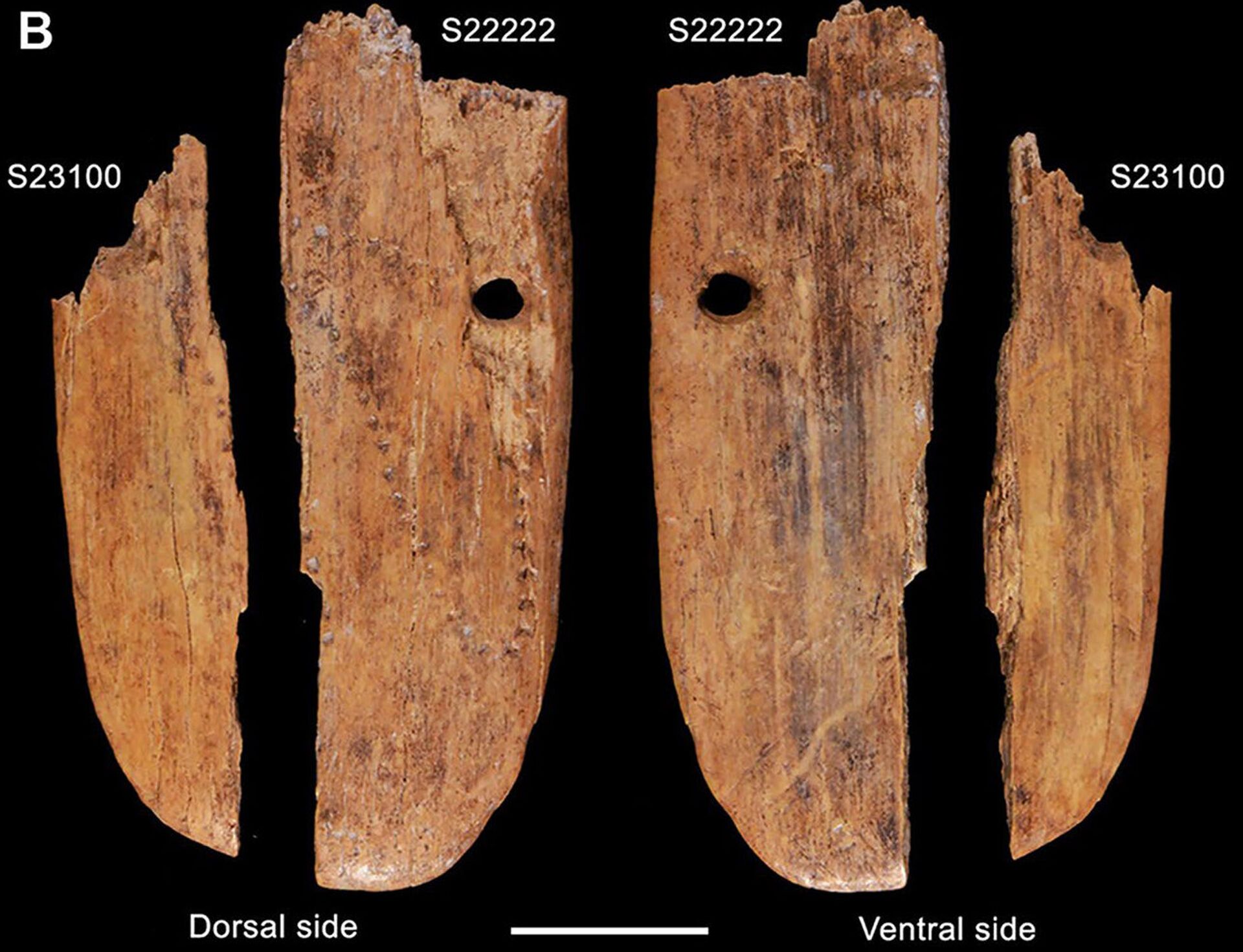 Pingente de marfim decorado de 41.500 anos descoberto na caverna polonesa de Stajnia
 - Sputnik Brasil, 1920, 28.11.2021