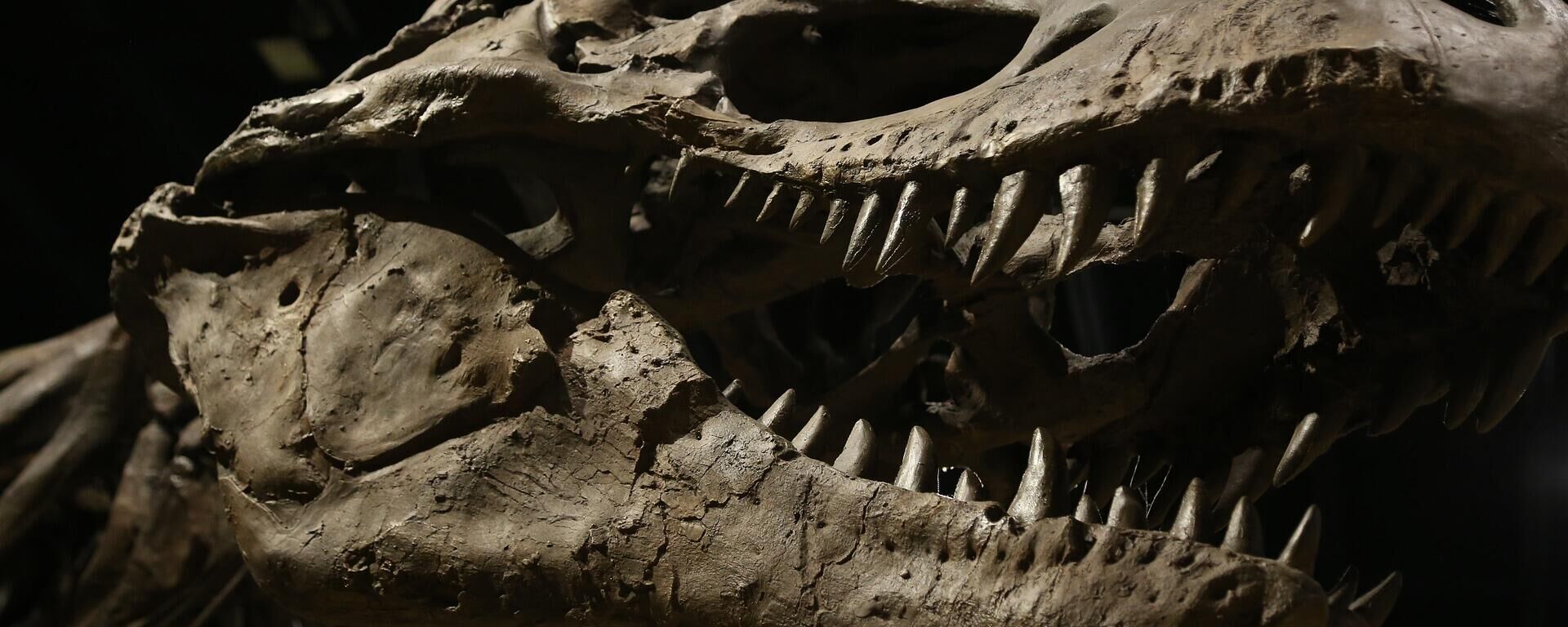 Fóssil de dinossauro (imagem de referência) - Sputnik Brasil, 1920, 05.09.2022