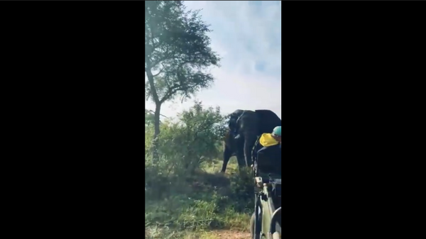 Elefante se aproximando de safari (imagem referencial) - Sputnik Brasil