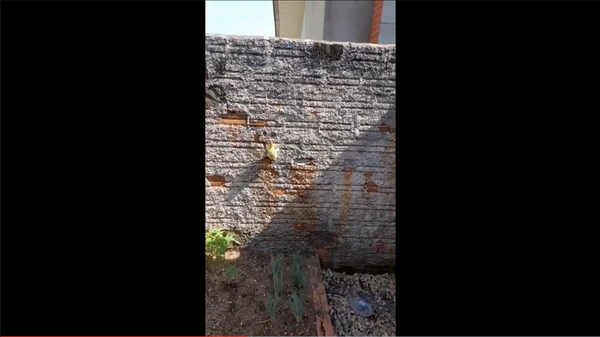 Pato subindo muro (imagem referencial) - Sputnik Brasil