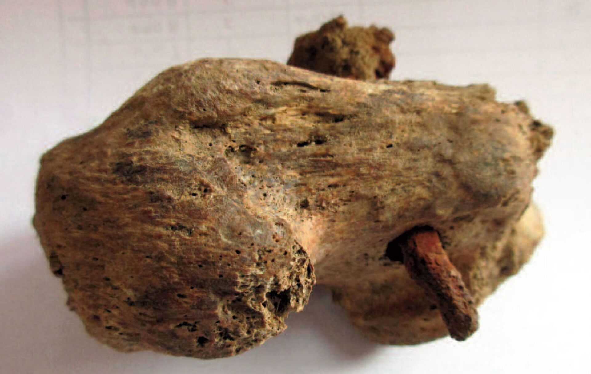 Fragmento de osso do calcanhar de um escravo encontrado em Fenstanton, Reino Unido 


 - Sputnik Brasil, 1920, 09.12.2021