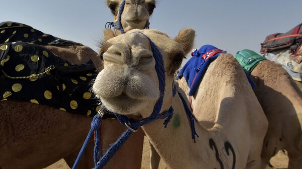 Camelos descansando após uma competição na cidade saudita de Taif - Sputnik Brasil