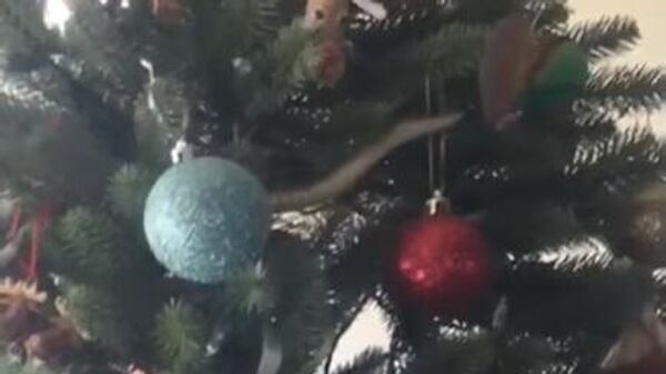 Cobra em árvore de Natal - Sputnik Brasil