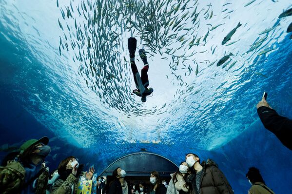 Mergulhador vestido de Papai Noel nada em um grande aquário com peixes, em Yokohama, a sul de Tóquio, Japão. - Sputnik Brasil