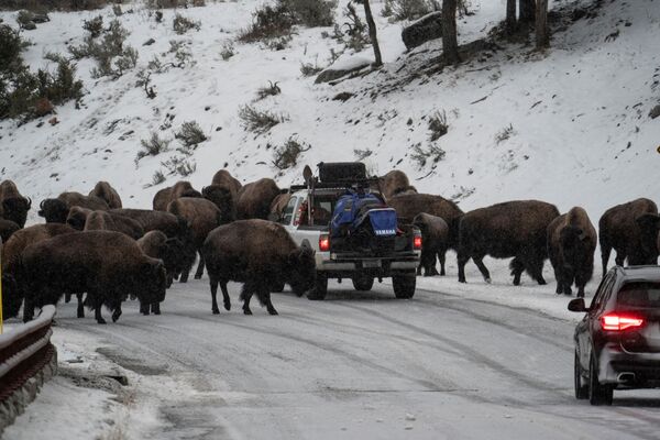 Carros de visitantes passam por manada de bisões no Parque Nacional de Yellowstone, Wyoming, EUA. - Sputnik Brasil