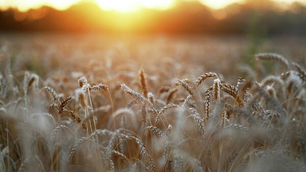 Espigas de trigo são vistas ao pôr do sol em um campo perto da vila de Nedvigovka na região de Rostov, Rússia, 13 de julho de 2021 - Sputnik Brasil