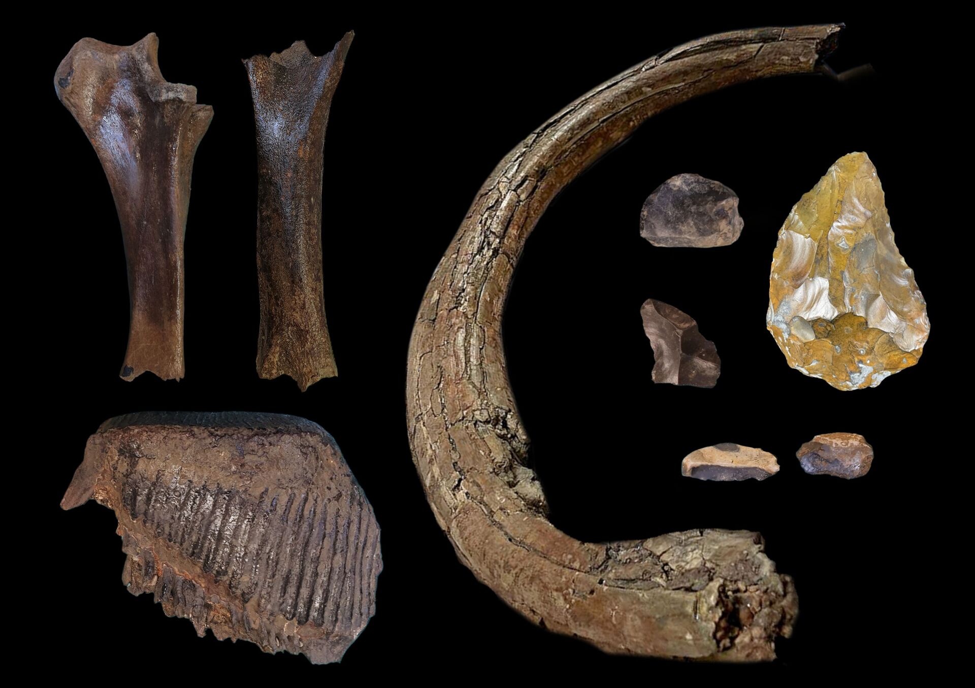 Uma equipe de arqueólogos descobriu restos de pelo menos cinco mamutes peludos e ferramentas de pedra feitas por neandertais em uma pedreira de Swindon, aproximadamente 90 quilômetros a oeste de Londres - Sputnik Brasil, 1920, 20.12.2021