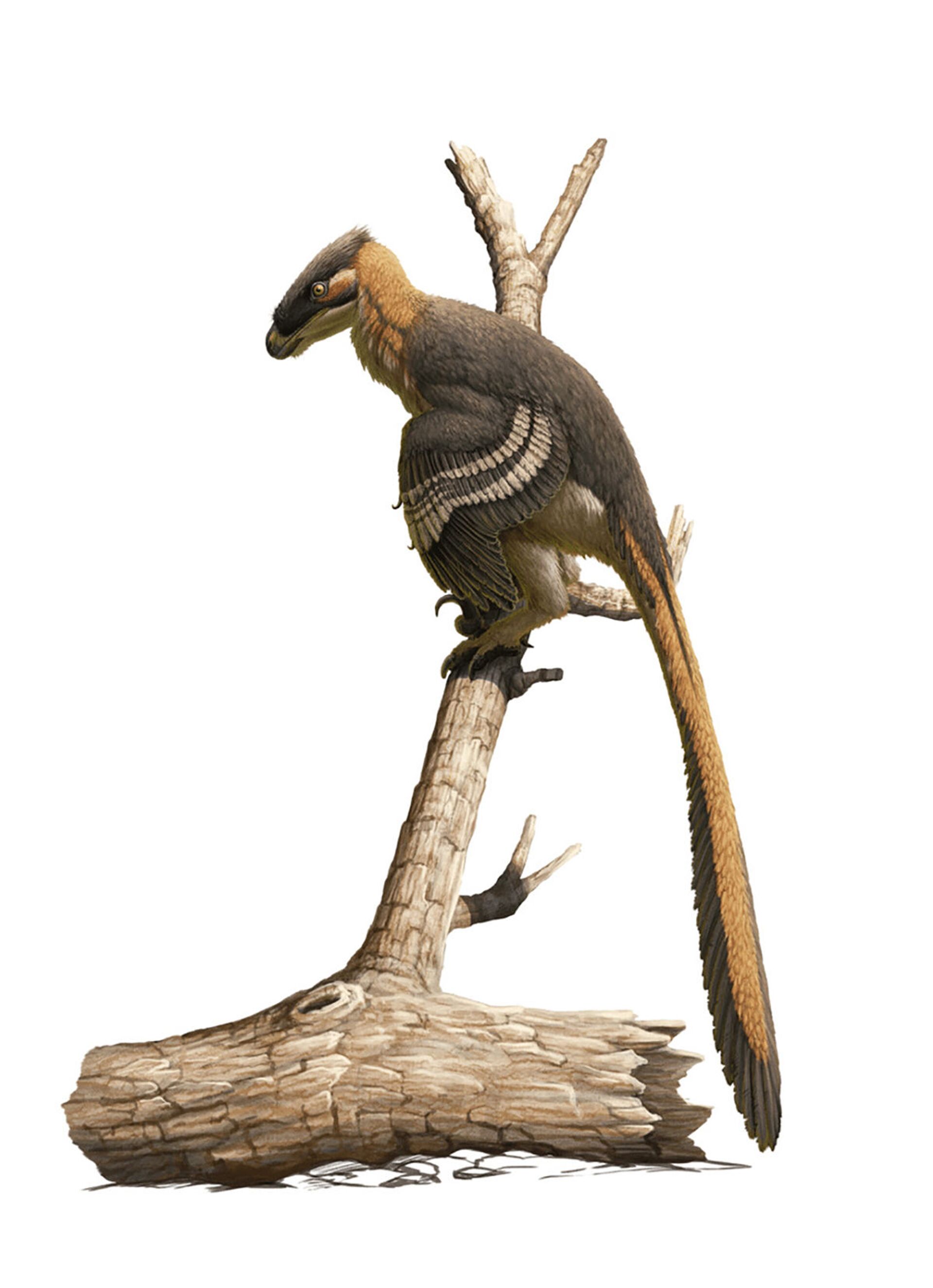 Imagem de reconstrução de como seria o Vectiraptor greeni em vida - Sputnik Brasil, 1920, 24.12.2021