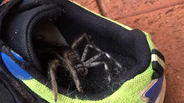 Aranha-caçadora em tênis escolar - Sputnik Brasil