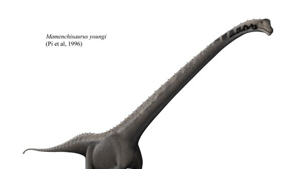 Restauração de Mamenchisaurus youngi, baseada proporcionalmente em uma reconstrução do esqueleto por Scott Hartman - Sputnik Brasil