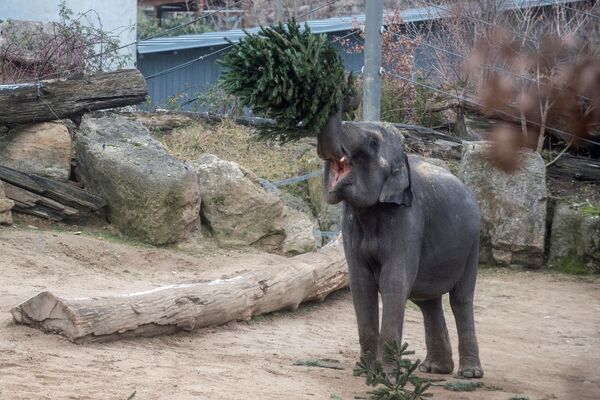 Elefante come uma velha árvore de Natal no recinto do jardim zoológico de Praga, República Tcheca. - Sputnik Brasil