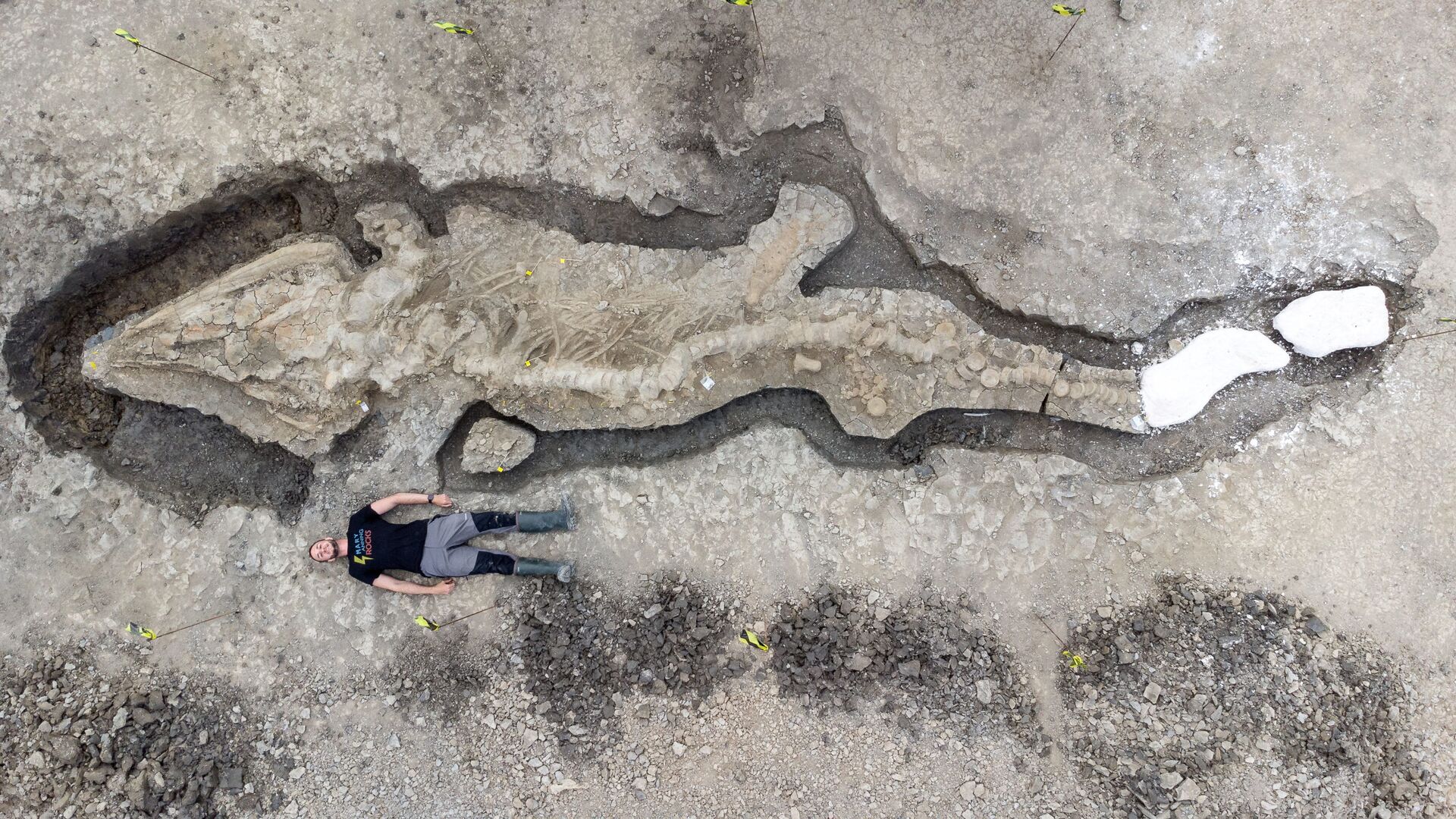 O esqueleto do predador pré-histórico estava escondido no lodo de uma reserva natural em uma área que estava sob o mar há 200 milhões de anos - Sputnik Brasil, 1920, 10.01.2022