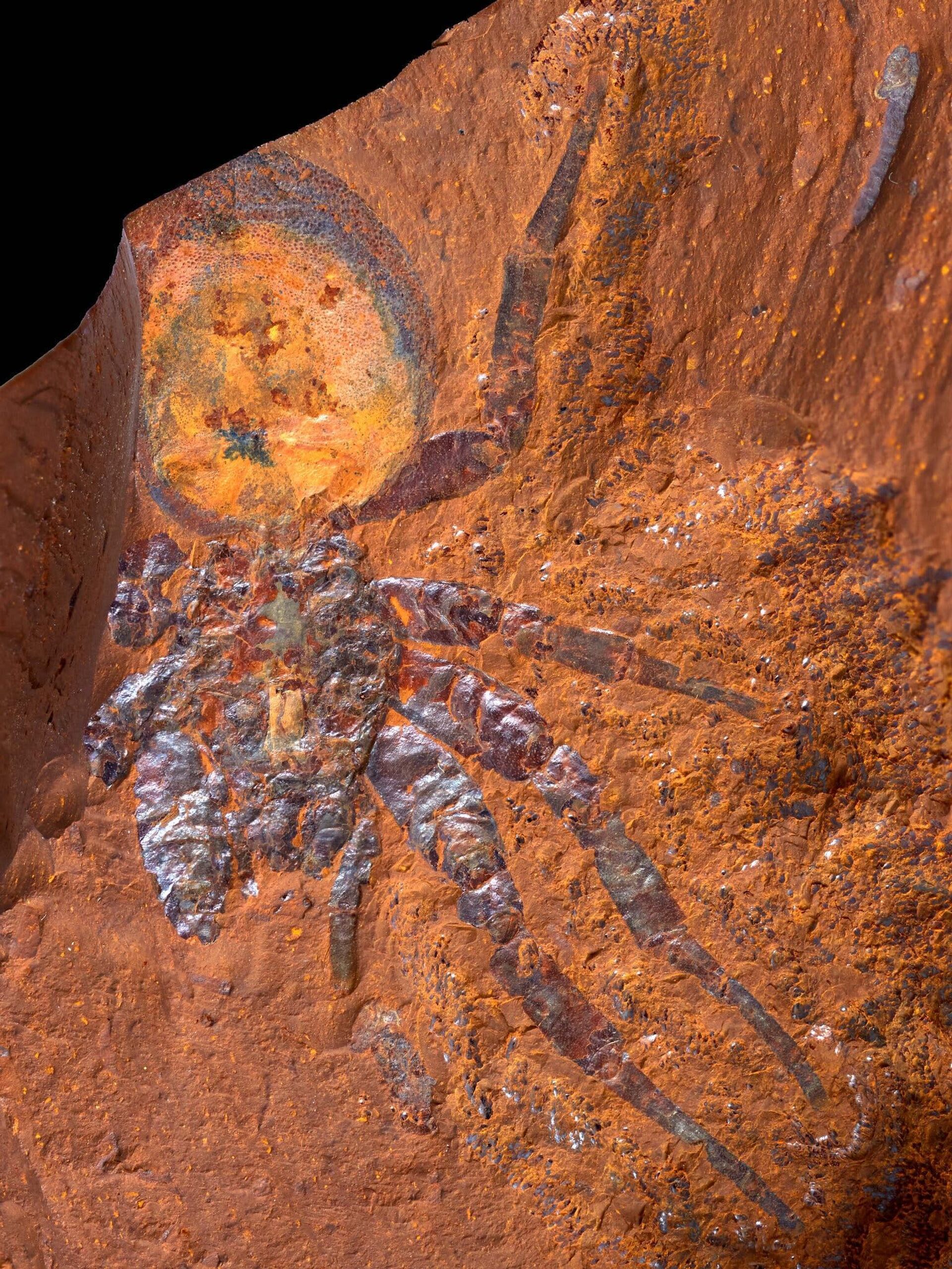 Aranha fossilizada na rocha - Sputnik Brasil, 1920, 11.01.2022