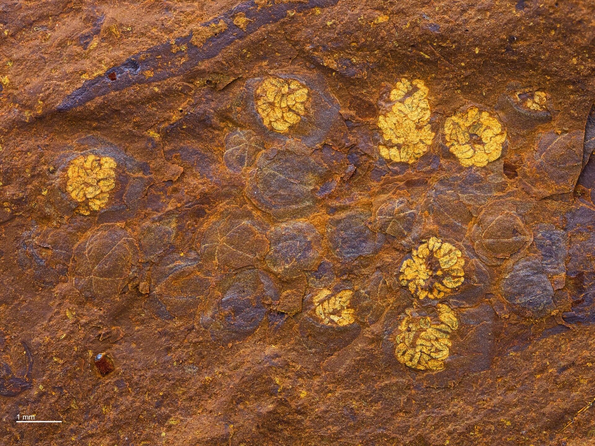 Flores fossilizadas na rocha - Sputnik Brasil, 1920, 11.01.2022