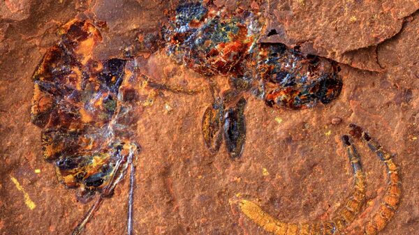 Vespa fossilizada na rocha - Sputnik Brasil