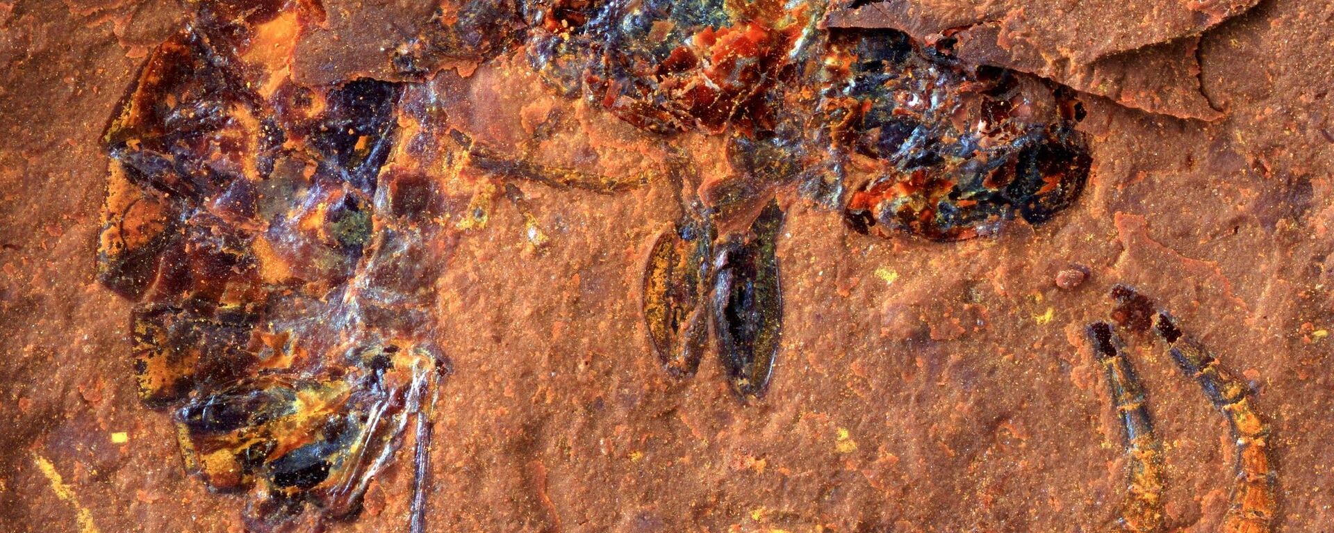 Vespa fossilizada na rocha - Sputnik Brasil, 1920, 11.01.2022
