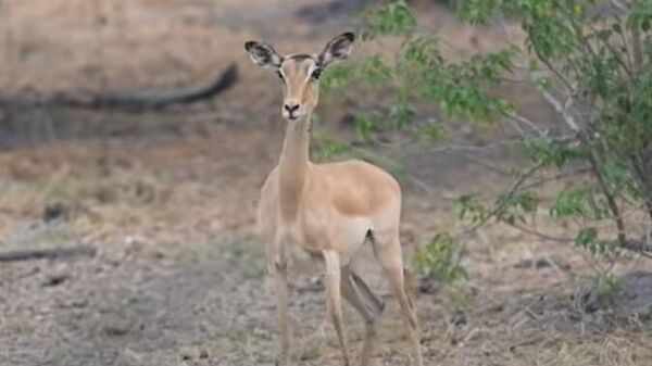 Bebê impala - Sputnik Brasil