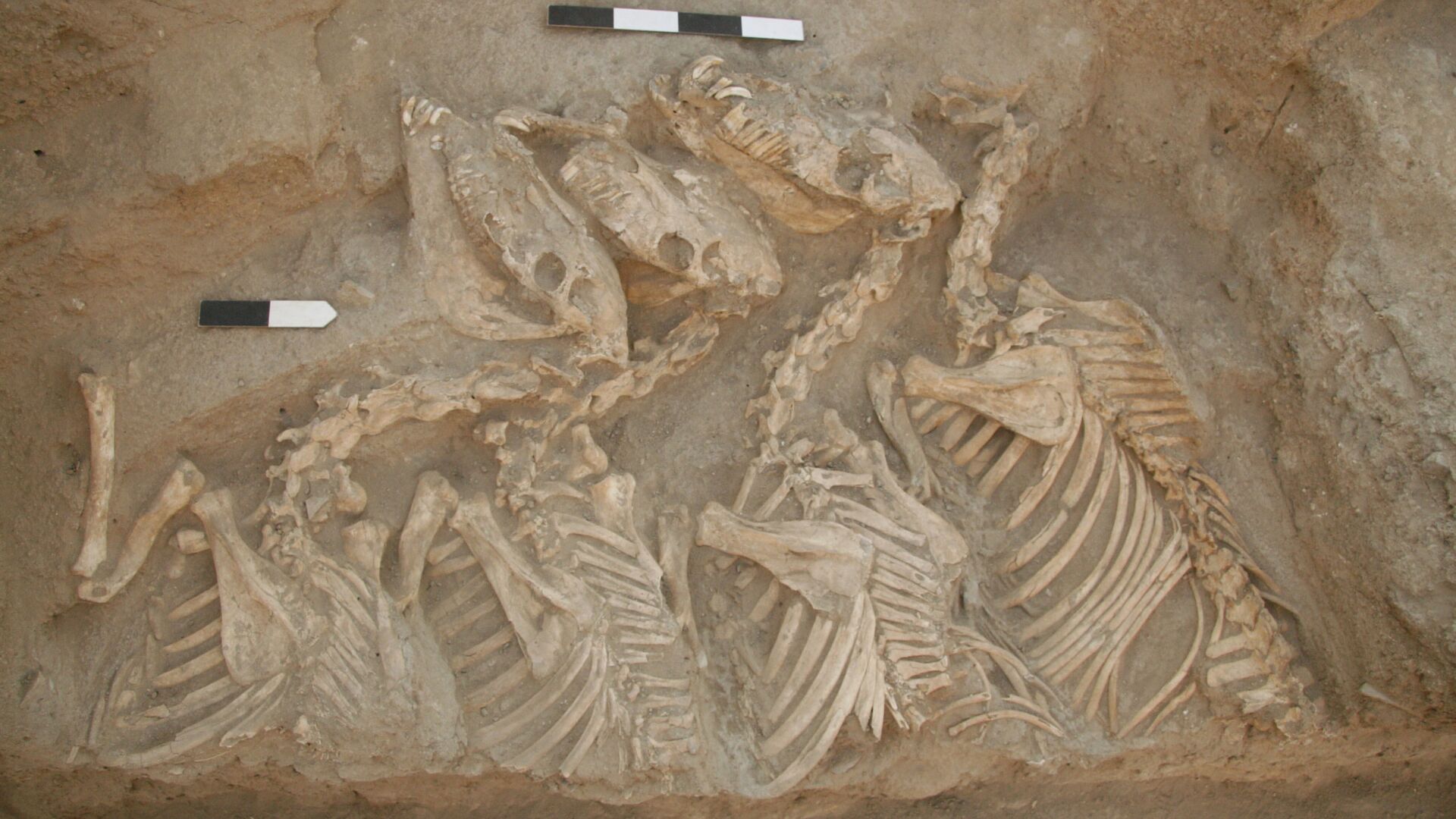 Ossos de asnos encontrados em um túmulo de Tell Umm el-Marra, norte da Síria - Sputnik Brasil, 1920, 15.01.2022