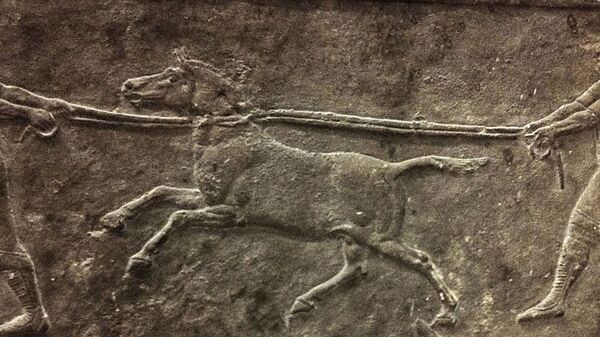 Imagem de caça a asnos selvagens em uma placa de pedra de Nineveh, Mesopotâmia - Sputnik Brasil