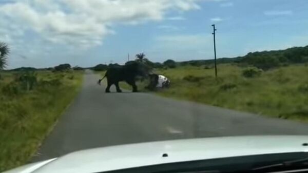 Elefante furioso vira veículo de passeio com família dentro em safari na África - Sputnik Brasil