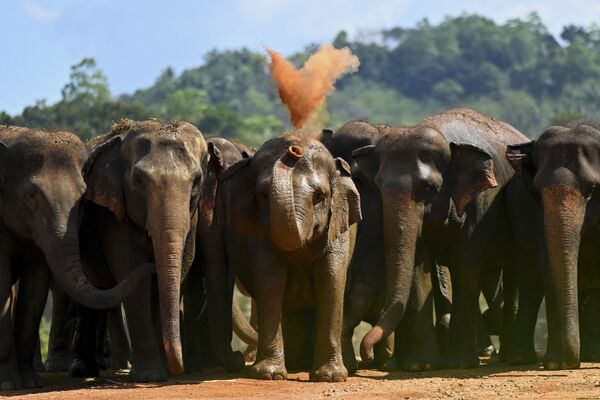 Manada de elefantes em Sri Lanka. - Sputnik Brasil