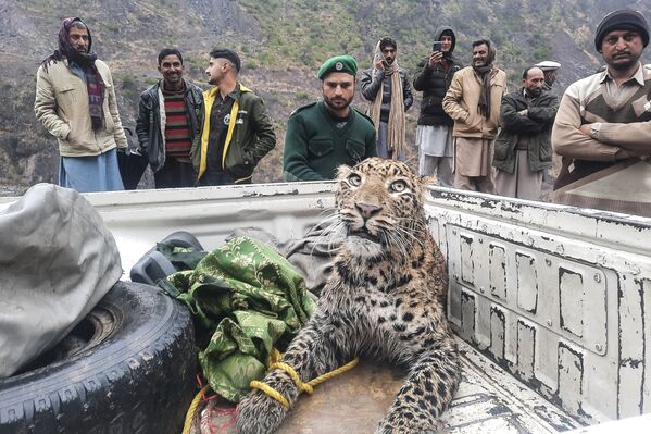 Leopardo ferido e salvo em 22 de janeiro de 2022, vale Neelum, Paquistão - Sputnik Brasil