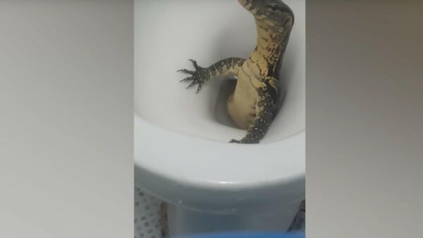 Turista se depara com enorme lagarto-monitor saindo do vaso sanitário 
 - Sputnik Brasil