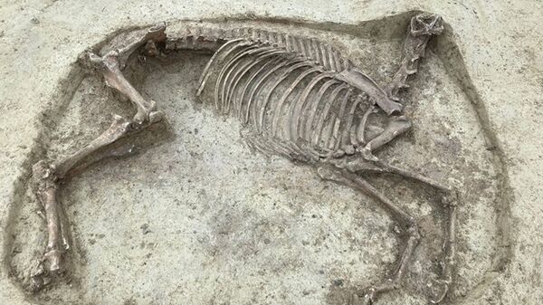 Este cavalo decapitado, com cerca de 1.400 anos, foi encontrado ao lado dos restos mortais de um cavaleiro do sexo masculino - Sputnik Brasil