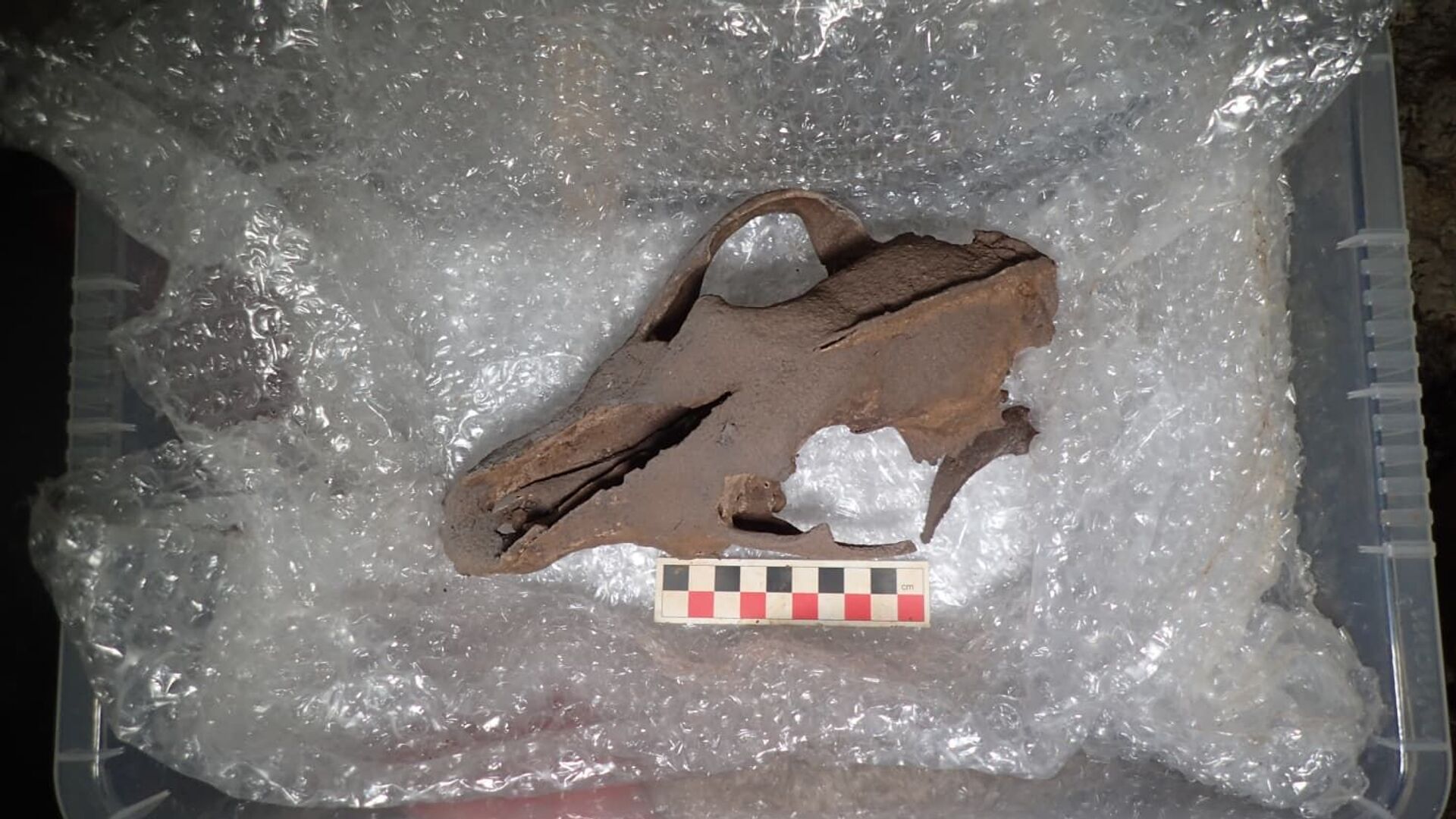 Crânio de lobo encontrado na caverna de Devon, Reio Unido  - Sputnik Brasil, 1920, 04.02.2022