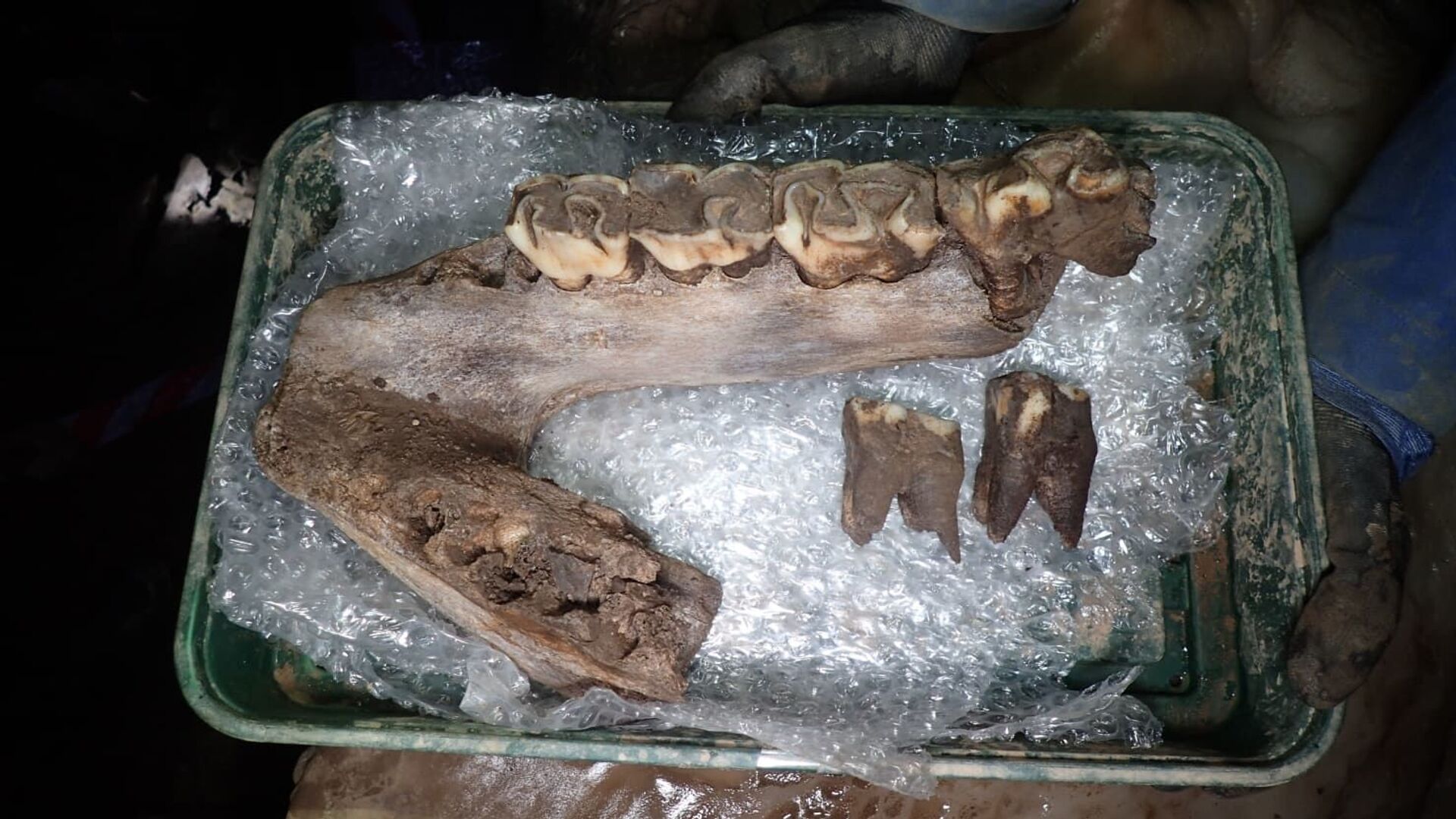 Mandíbula do rinoceronte-lanudo encontrada em Sherford, Reino Unido - Sputnik Brasil, 1920, 04.02.2022
