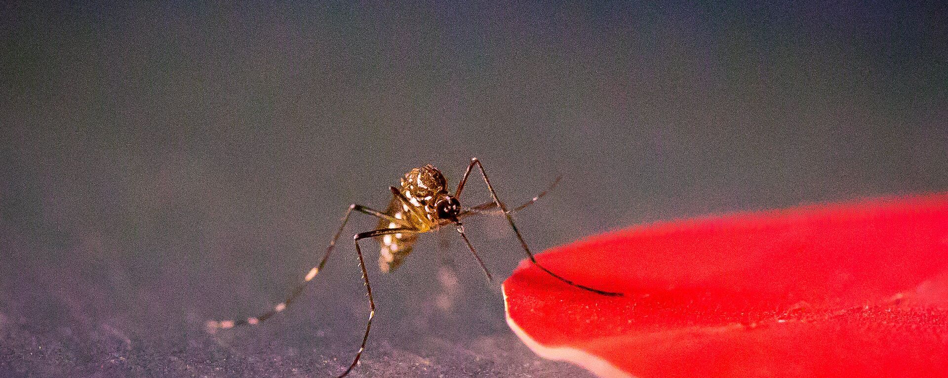 Pesquisa aponta que os mosquitos da espécie Aedes aegypti são mais atraídos pela cor vermelha - Sputnik Brasil, 1920, 05.02.2022